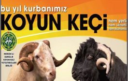 2024 YILI CANLI KÜÇÜKBAŞ HAYVAN KURBAN FIYATLARI BELLI OLDU