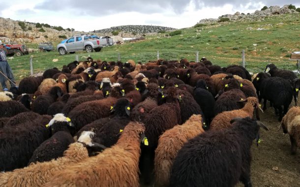 2024 YILI KUZU VE OĞLAK DESTEKLEMELERİ İLE SÜRÜ YÖNETİCİSİ  İSTİHDAM DESTEKLEMELERİ HESAPLARDA